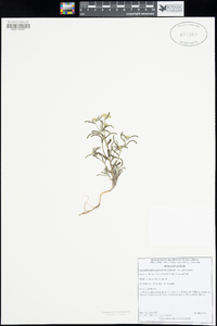 Cryptantha pterocarya var. pterocarya image