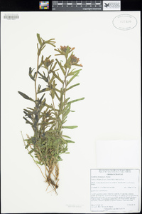 Castilleja chromosa image