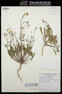 Chylismia brevipes subsp. pallidula image