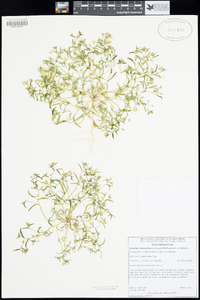 Linanthus campanulatus image