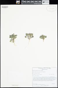 Phacelia rotundifolia image