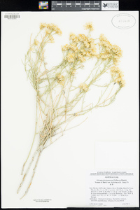 Ericameria nauseosa var. hololeuca image