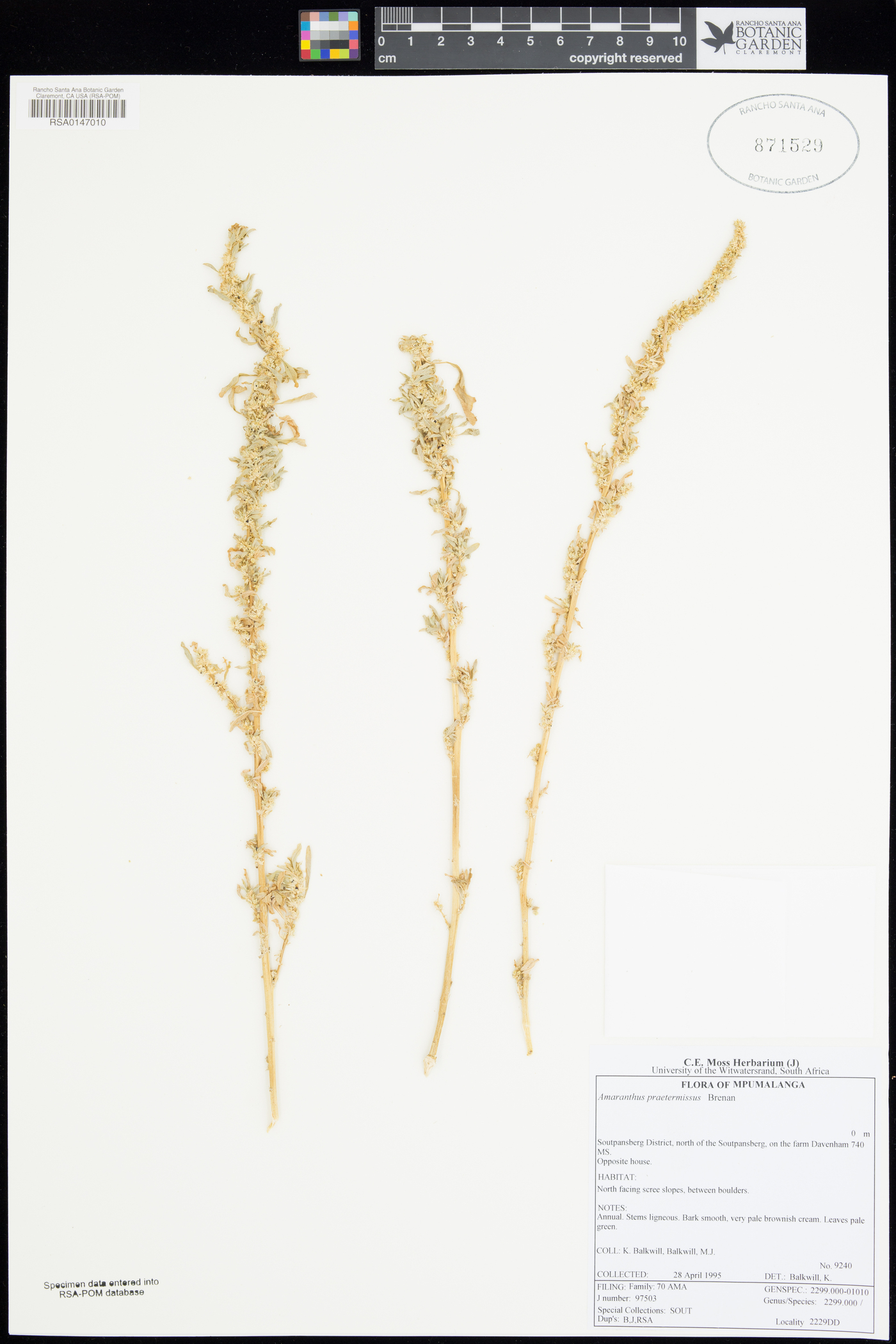 Amaranthus praetermissus image