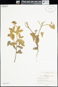 Image of Crotalaria lunulata
