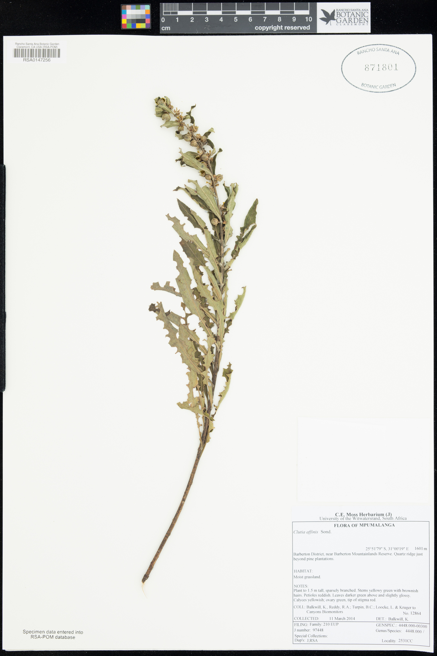 Clutia affinis image