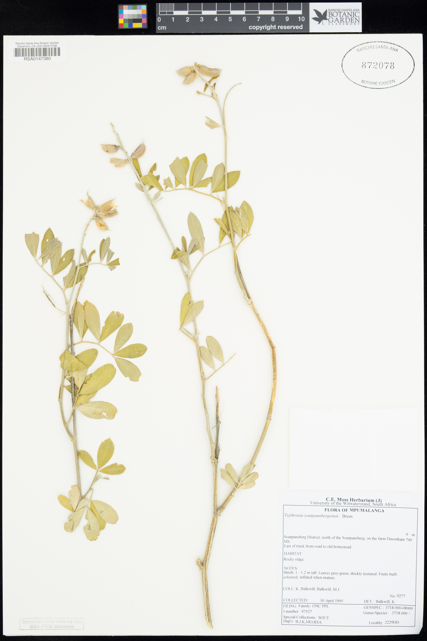 Tephrosia zoutpansbergensis image