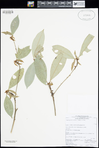 Image of Englerophytum natalense