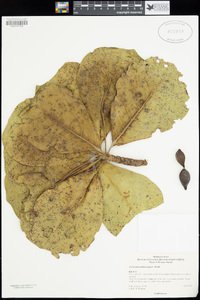 Image of Terminalia melanocarpa