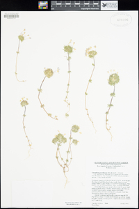 Linanthus parviflorus image