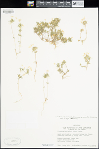 Linanthus androsaceus subsp. micranthus image