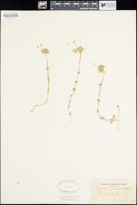 Linanthus androsaceus subsp. micranthus image