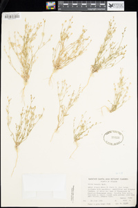 Gilia tweedyi image