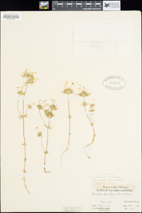 Linanthus parviflorus image