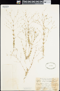 Linanthus liniflorus image