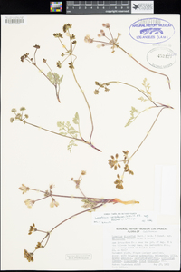 Lomatium nevadense image