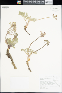 Lomatium ravenii image