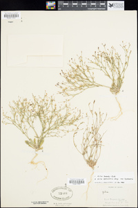 Aliciella leptomeria image