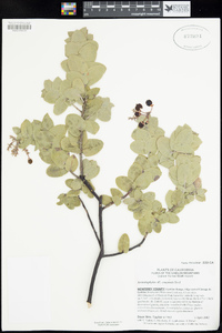 Arctostaphylos cruzensis image