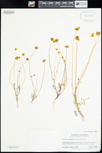 Coreopsis stillmanii image