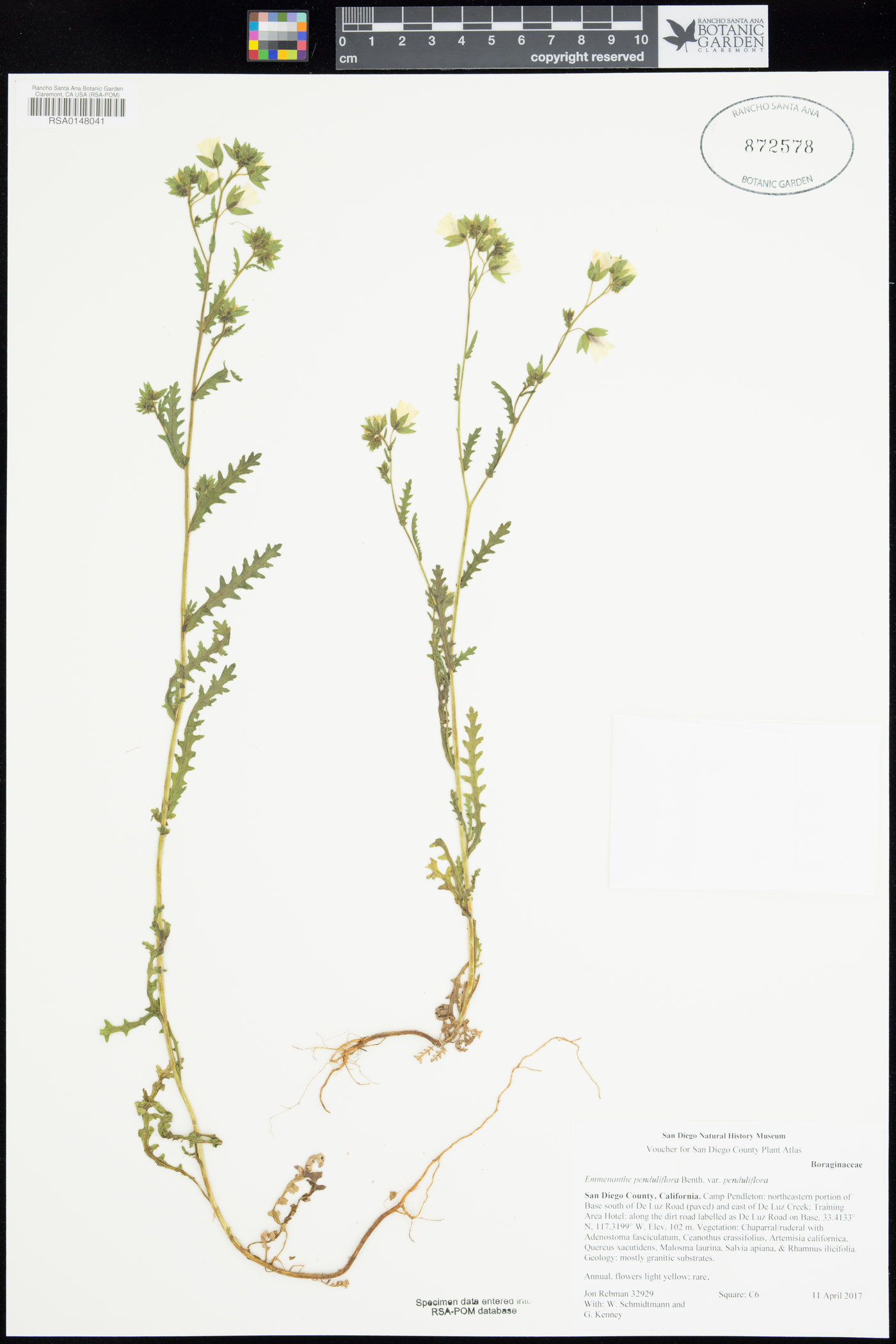 Emmenanthe penduliflora var. penduliflora image