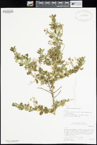 Ceanothus pendletonensis image