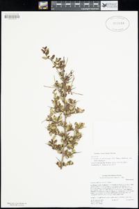 Ceanothus pendletonensis image