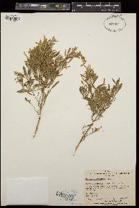 Chenopodium preissii subsp. preissii image
