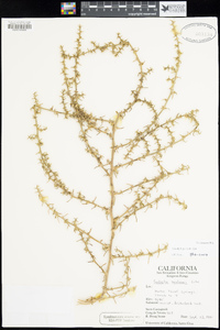 Salsola gobicola image