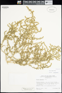 Salsola gobicola image