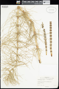 Equisetum telmateia var. braunii image