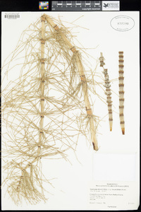 Equisetum telmateia image