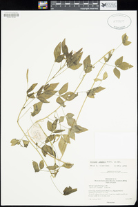 Corynandra aspera image