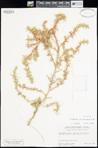 Salsola australis image