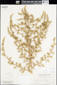 Salsola tragus image