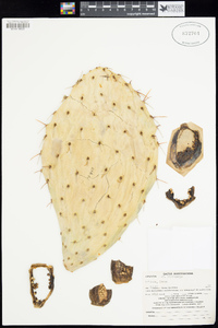 Opuntia discata image