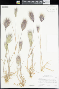 Bromus rubens image