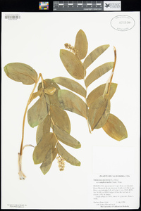 Maianthemum racemosum subsp. amplexicaule image