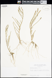 Salicornia quinqueflora image