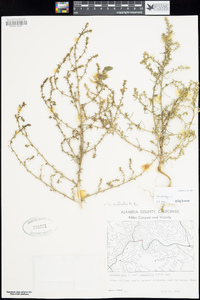 Salsola tragus image