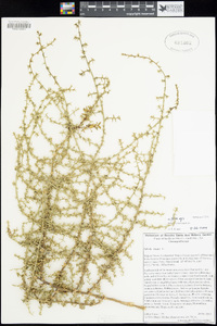 Salsola paulsenii image