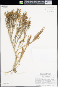 Salicornia quinqueflora image