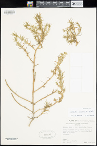 Salsola australis image