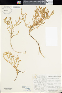 Sarcocornia perennis image