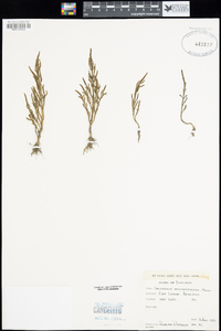 Image of Salicornia oliveri