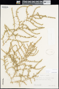 Salsola tragus image