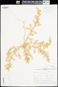 Salsola gobicola image