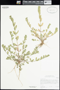 Lythrum hyssopifolia image