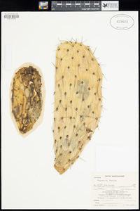 Opuntia ficus-indica image