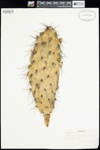 Cylindropuntia munzii image