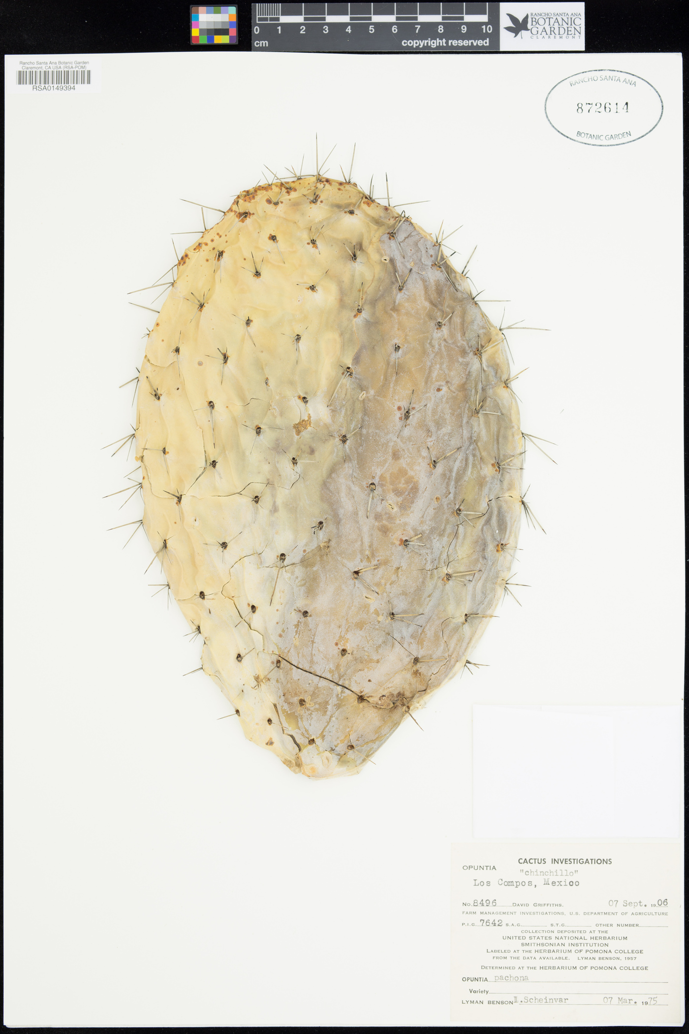 Opuntia pachona image